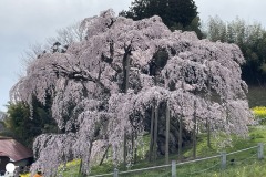 三春滝桜2024041111