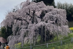三春滝桜2024041113