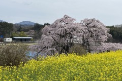 三春滝桜2024041117