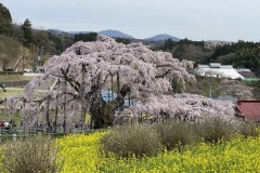 三春滝桜2024041118