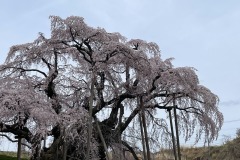 三春滝桜2024041120