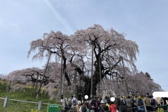 三春滝桜202404115