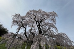 三春滝桜202404118