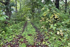 前面道路（北側より）